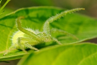 Heriaeus s.p.